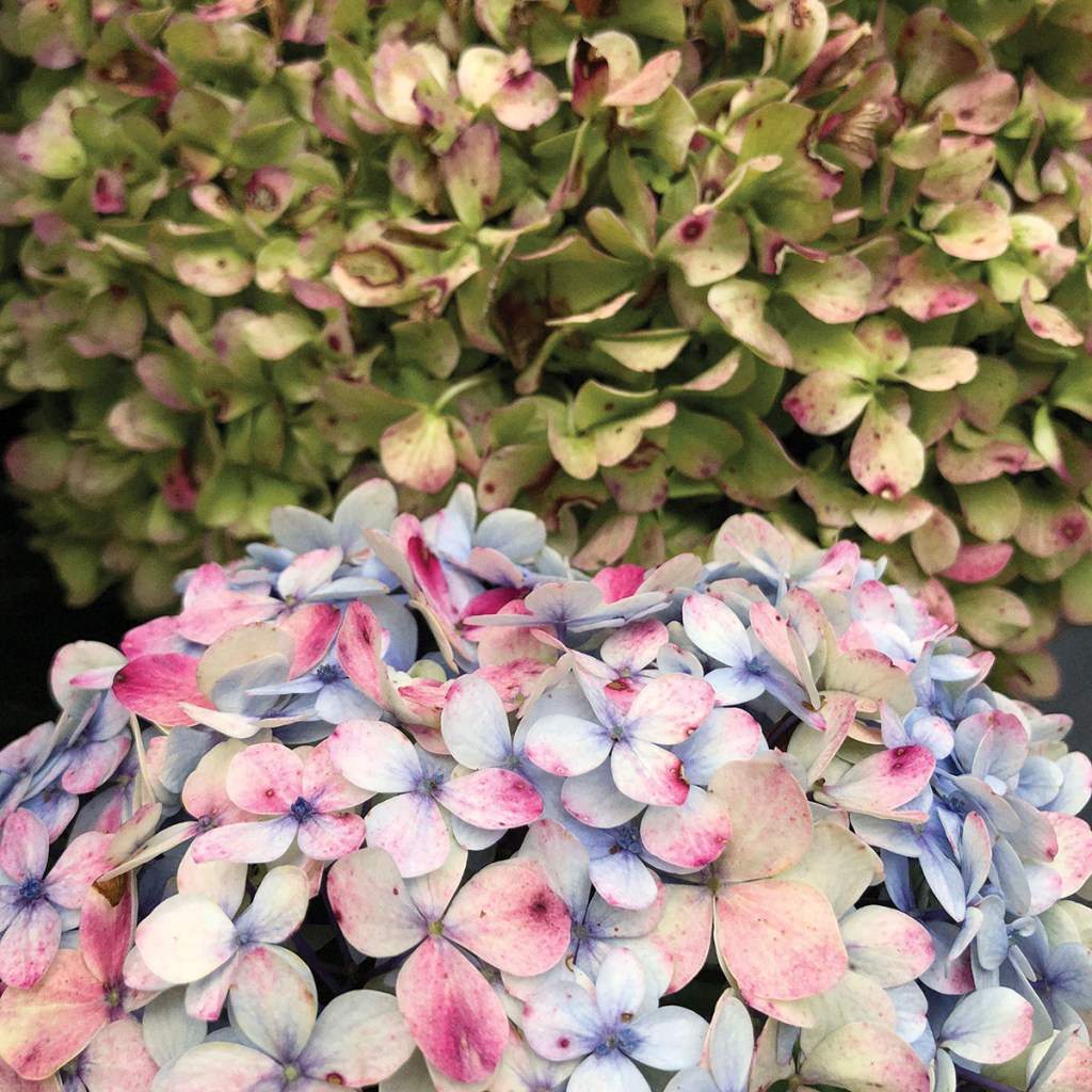 Older Hydrangeas. Photo by Eduardo Libby