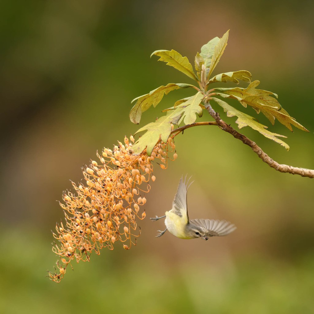 Philadelphia Vireo feeding on Bocconia seeds. Photo by Eduardo Libby