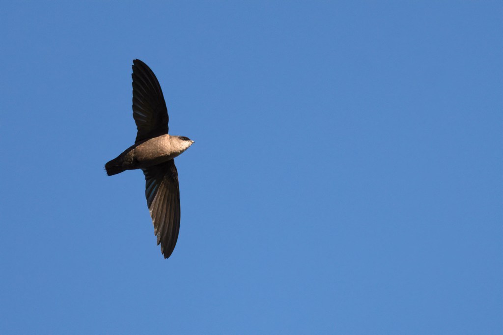 Vaux's Swift in flight. Photo by Eduardo Libby