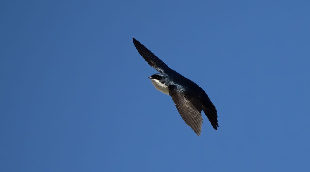 Blue and White Swallow in flight. Photo by Eduardo Libby