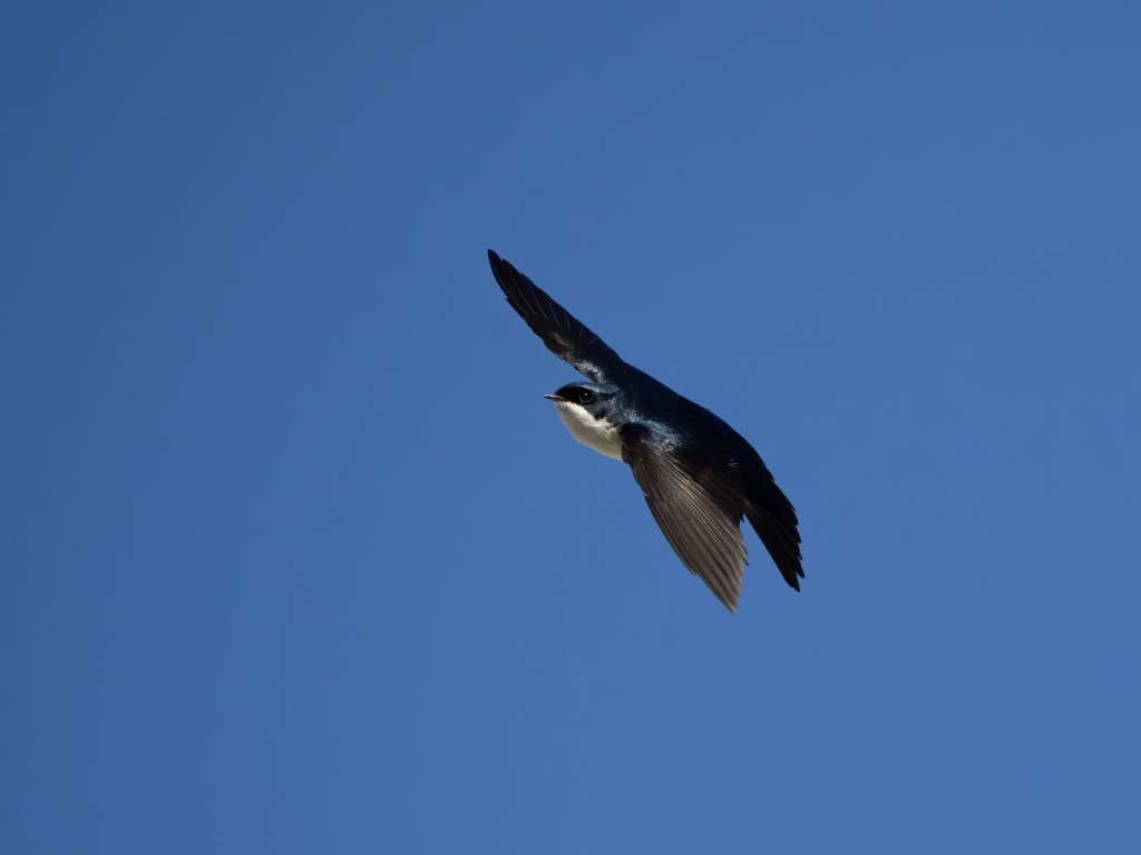 Blue and White Swallow in flight. Photo by Eduardo Libby