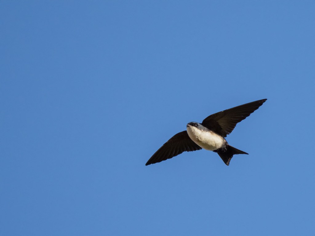 Blue and White Swallow in flight. Photo by Eduardo Libby