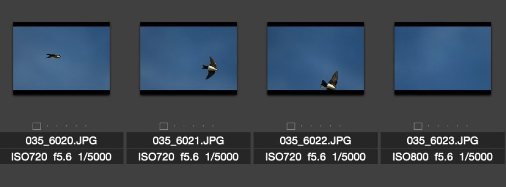 A sequence of bird in flight photos. Photo by Eduardo Libby
