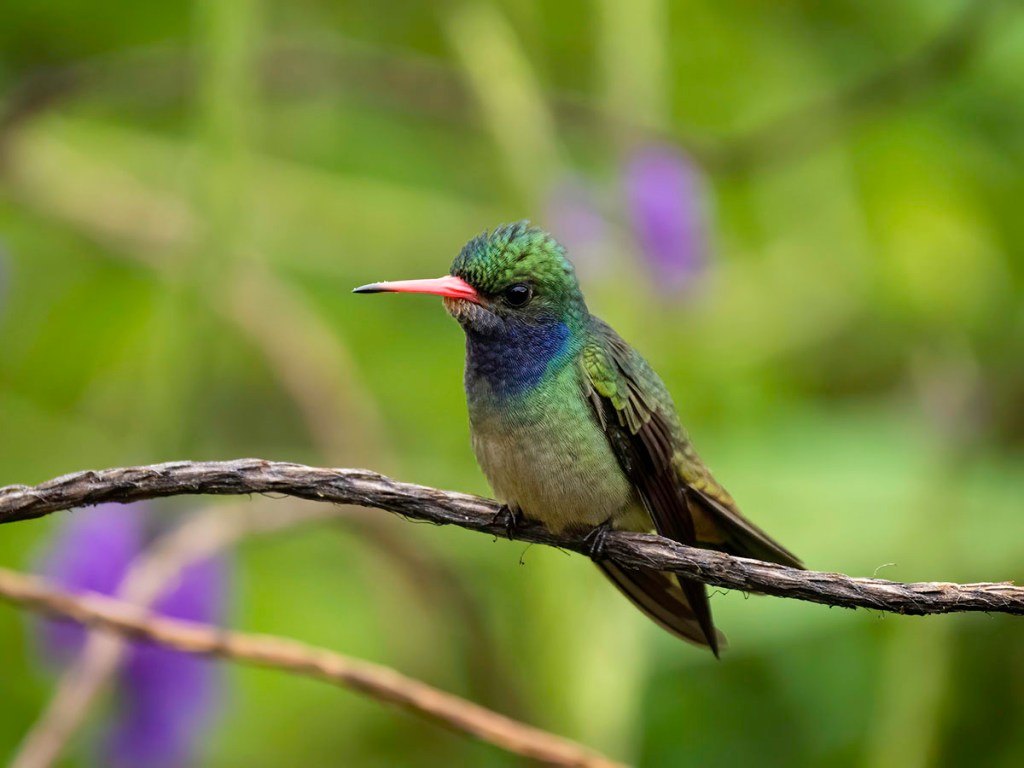 Blue-throated Goldentail. Photo by Eduardo Libby