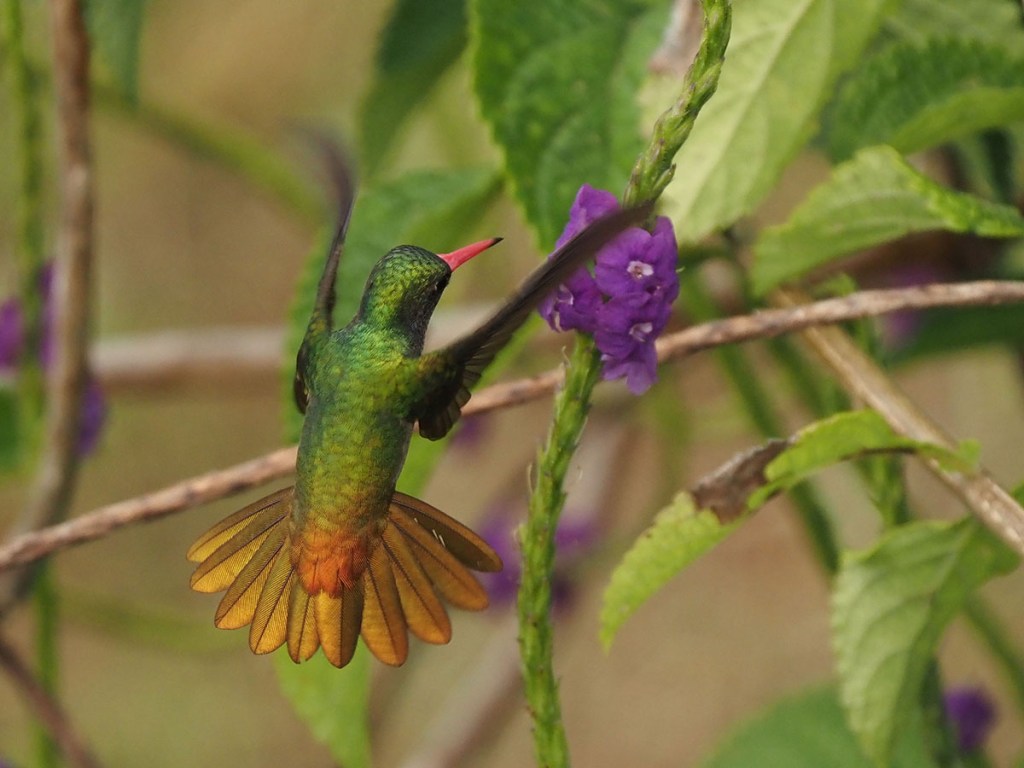 Male Blue-throated Goldentail. Photo by Eduardo Libby