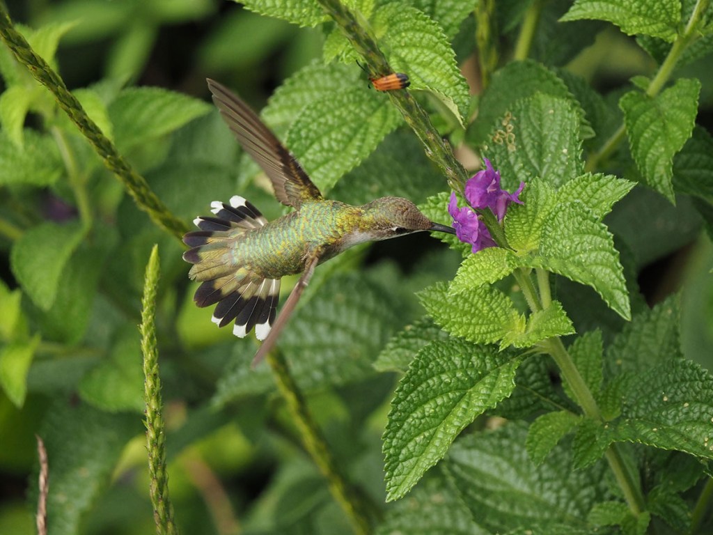 Photo of a Female Ruby-throated Hummingbird feeding on Stachytarpheta nectar. Image by Eduardo Libby