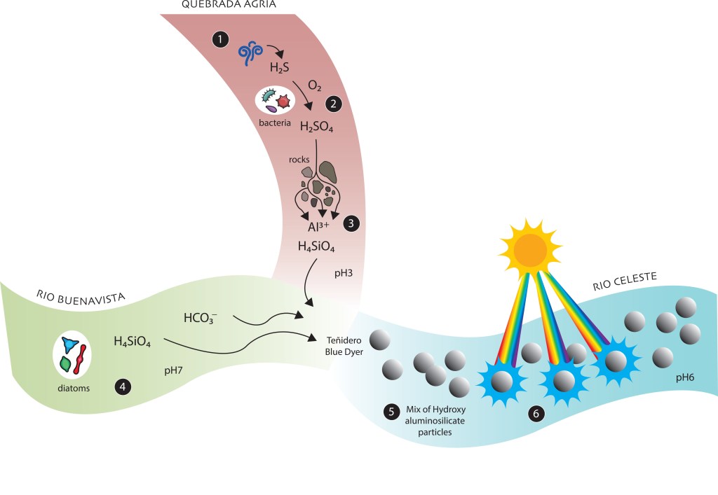A scheme of the processes occurring in Rio Celeste