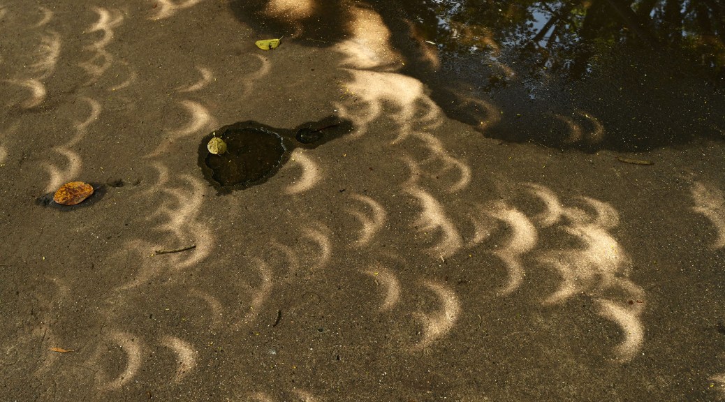 Solar eclipse images formed by diffraction by the openings among the leaves of the trees. Photo by Eduardo Libby