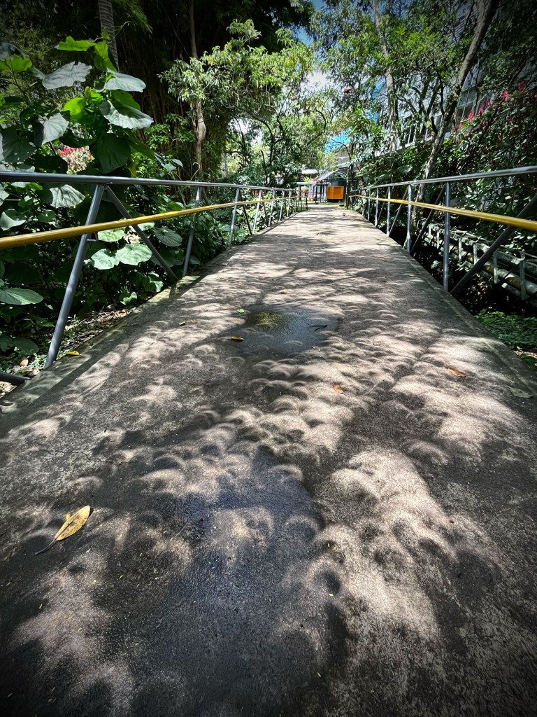 Crescent-like solar-eclipse images formed by the trees. Photo by Eduardo Libby
