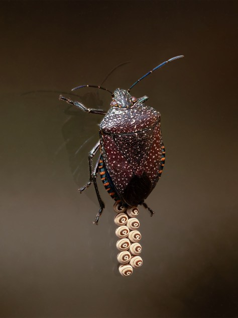 the stink bug Pellaea stictica laying eggs
